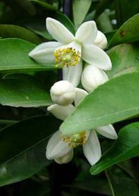 교장이나 스쿨 컬러의 유래가 된 귤