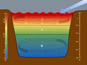 호수는 표수층(I), 금속층(II), 심수층(III)의 세 층으로 구분된다.눈금은 각 층을 해당 깊이 및 온도와 연관시키는 데 사용된다. 화살표는 물 표면을 가로지르는 바람의 움직임을 보여주며, 표수층과 심수층의 뒤집힘을 시작한다.
