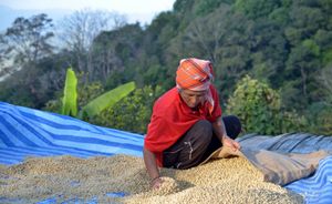 태국에서 건조된 아라비카 커피 원두 포장