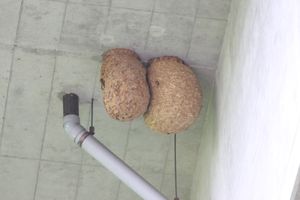 거대해진 2층 구조의 말벌집 (빈집)