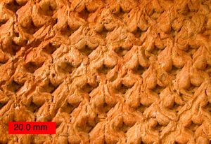 오하이오 상부 석탄기 Lepidodendron 화석