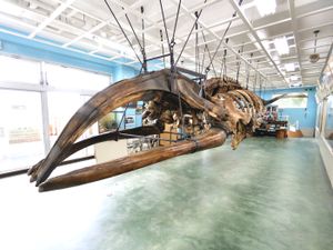 구모미 고래관에 전시된 북극 참고래의 골격 표본.