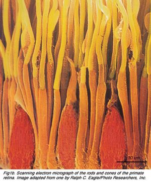 망막의 막대 및 원뿔 광수용체를 묘사하는 주사 전자 현미경 사진. 길쭉한 막대는 노란색과 주황색으로, 짧은 원뿔은 빨간색으로 칠해져 있다.