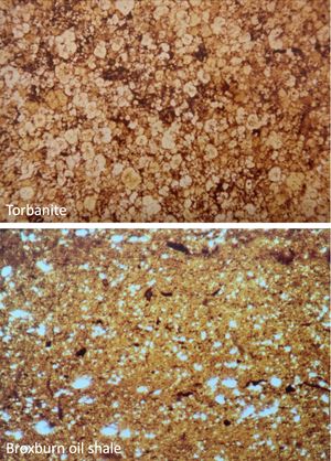 카넬 석탄(상단)과 100% 유기 매트릭스 및 상대적으로 낮은 광물 함량을 가진 풍부한 오일 셰일(하단) 현미경 사진
