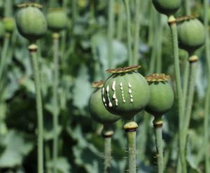 상처를 입혀 체액을 채취하는 양귀비 과실