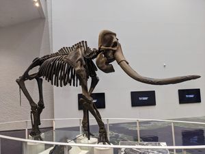 홋카이도 박물관 소장 Palaeoloxodon naumanni 표본