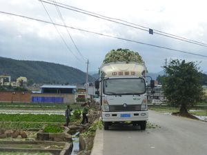 중국 윈난성 퉁하이현에서 트럭에 실리는 수확된 배추
