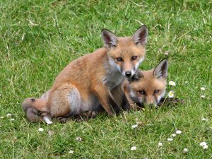 아일랜드에서 흔한 붉은 여우.