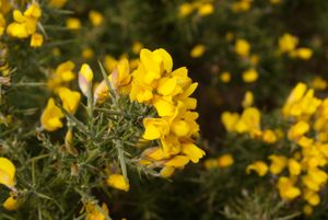 금작화 (Ulex europaeus)