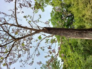 심지대사의 지팡이가 자란 것으로 겨울에도 꽃을 피웠다고 하는 오동나무. 동화사라는 이름의 유래가 된다.