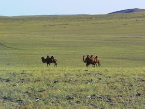 박트리아 낙타가 몽골 바양홍고르 아이막에 있다.
