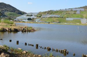 배경에 포도원이 있는 산과 함께 있는 하쿠류 호수