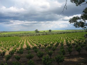 우엘바 주에서 지중해 삼합 재배