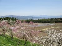 꽃 복숭아와 마을 풍경