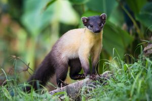 인도차이나담비