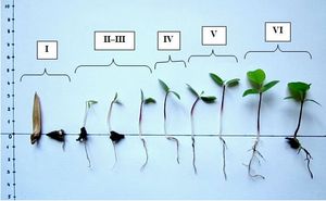 튤립나무 개체 발생의 묘사