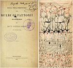 골지가 그린 신경계 그림. 개의 후구의 수직 단면 (1875년).