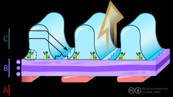 신장의 여과 장벽(혈액-소변) 개요. A. 사구체의 내피 세포; 1. 구멍(창). B. 사구체 기저막: 1. 내측 희소층 2. 치밀층 3. 외측 희소층  C. 발세포: 1. 효소 및 구조 단백질 2. 여과 틈새 3. 격막