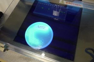 자외선 조명 하에서 Pseudomonas aeruginosa의 형광