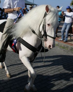 진성 백마는 분홍색 피부와 흰색 털을 가지고 있으며, 이 사진처럼 많은 말들이 어두운 눈을 가지고 있다.
