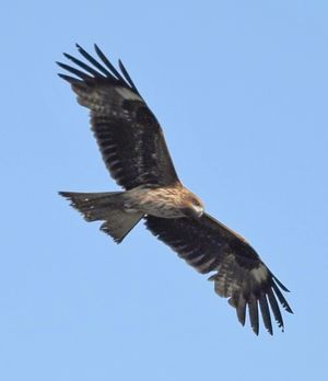 황금 솔개(Kite (bird))