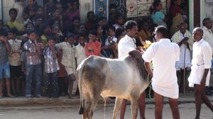 잘리카투를 위해 준비된 황소