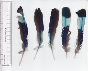 인도파랑새 깃털 스캔: 첫 번째 깃털, 두 개의 바깥쪽 두 번째 깃털, 두 개의 꼬리 깃털