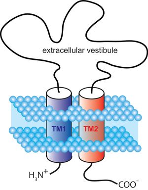 P2X 수용체 서브유닛의 일반적인 표현. 세포막과 관련되어 있다.