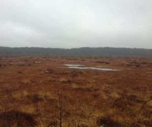 핀란드 테이요 국립공원의 Punassuo ("붉은 늪")