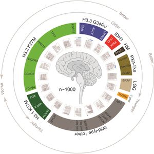 1,000건 이상의 미만성 내재성 뇌교종 및 기타 소아 뇌종양 사례에 대한 메타 분석의 그래픽 요약. 여기에는 관련된 돌연변이 및 일반적인 결과에 대한 정보가 기본 1차 문헌에서 추출되었다.