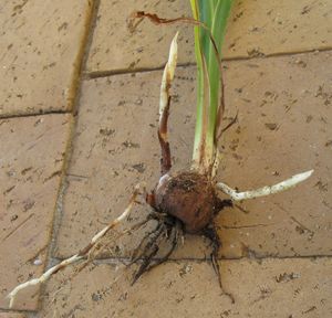 구경에서 자라는 포복경은 프리지아이다.