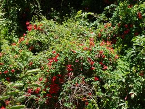 불꽃나무(Tropaeolum speciosum)는 햇볕이 잘 드는 곳을 찾아 다른 식물을 타고 올라간다