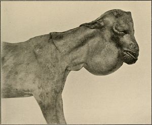 갑상선종에 걸린 염소