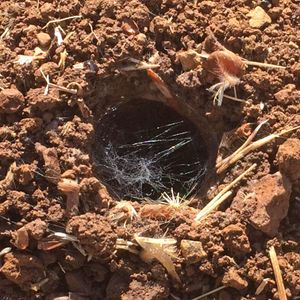 타란툴라 굴 입구