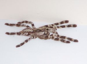 준성체 암컷 Poecilotheria regalis