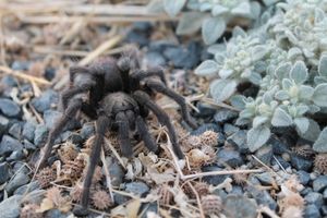 수컷 캘리포니아 흑단 타란툴라 (Aphonopelma eutylenum)가 캘리포니아주 엑시터 근처를 배회하고 있다.