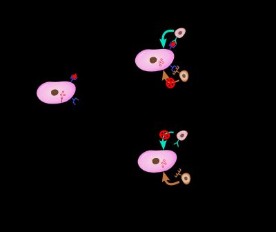 세포독성 T 세포와 NK 세포의 보완적 활동을 나타내는 개략도