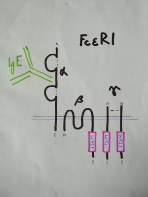 비만 세포의 FcεR1 구조. FcεR1은 하나의 알파(α) 사슬, 하나의 베타(β) 사슬, 그리고 두 개의 감마(γ) 사슬로 구성된 사합체이다. IgE는 α 사슬에 결합하며, 신호는 β 및 γ 사슬의 ITAM 모티프에 의해 전달된다.