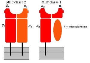 MHC class I 및 MHC class II 분자의 개략도