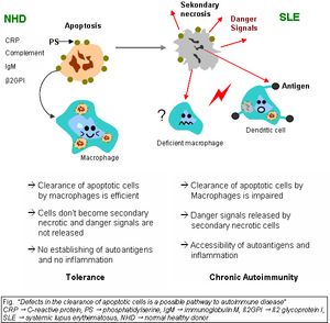 사멸 세포 제거 결함(Clearance deficiency)의 개념도. 사멸 세포(Apoptotic cell)가 제대로 제거되지 않으면 이차 괴사(Secondary necrosis)로 진행되어 자가항원을 방출하고 염증 반응을 유발할 수 있다.