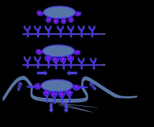 식작용 단계를 보여주는 그림. 1단계는 식세포 표면(선)과 외부 입자(타원)가 분리되어 있음. 2단계는 표면의 수용체와 입자가 결합함. 3단계는 식세포 표면이 입자를 감싸며 안으로 끌어들임.