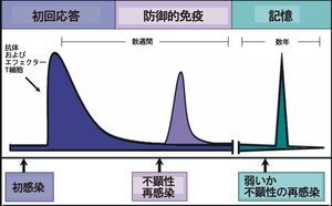 면역 반응의 시간 경과. 면역학적 기억의 형성에 의해, 후속 시점에서 재감염되면 항체 생성과 이펙터 T 세포 활성이 급증한다. 이 후속 감염은 경미하거나 무증상일 수 있다.