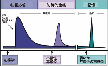 면역 반응의 시간 경과. 면역학적 기억의 형성에 의해, 후속 시점에서 재감염되면 항체 생성과 이펙터 T 세포 활성이 급증한다. 이 후속 감염은 경미하거나 무증상일 수 있다.