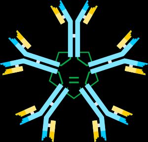 IgM. 파란색은 중쇄, 노란색은 경쇄이다.