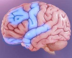 강박 장애에서 비정상적인 활동을 보이는 뇌의 일부: 안와전두피질은 보상, 감정 및 행동을 통합하고, 전대상피질은 오류 감지에 관여하며, 편도체는 보상의 감정적 해석에 관여한다.