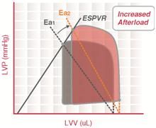 유효동맥탄성도는 흔히 후부하의 척도로 간주된다. 다른 조건이 일정할 때, 유효동맥탄성도가 증가하면 박출량은 줄고 수축기말압력은 커진다.