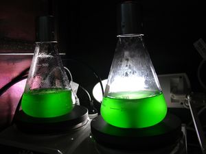 남세균 Synechococcus PCC 7002의 액체 배양