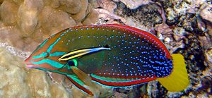 청소 공생: 하와이 청소 놀래기와 고객인 노랑꼬리 놀래기