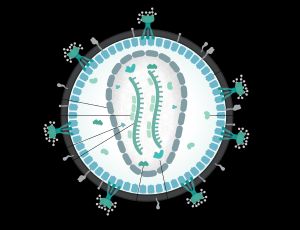 HIV의 구조. 렌티바이러스의 한 종류이다.