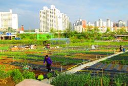 대야동 중심부의 도시와 농촌 모습